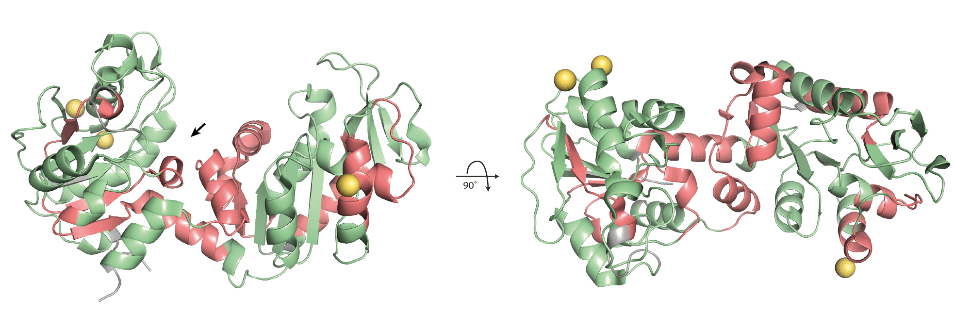 **pgk (1ZMR) with mapped significantly changing peptides.**