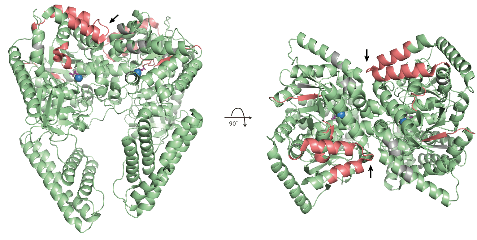 **ptsI (2HWG) with mapped significantly changing peptides.**